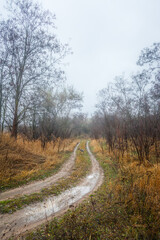 A dense forest of acacia, bare of leaves, covered in a light morning mist and a cloudy sky, through which runs a dirt road flooded with rainwater.