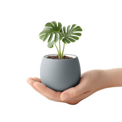 Small houseplant in a gray pot held gently in a person's hand, showcasing indoor gardening and plant care