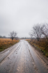 A dense forest of acacia, bare of leaves, covered in a light morning mist and a cloudy sky, through which runs a dirt road flooded with rainwater.