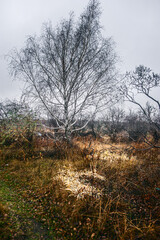 A dense forest of acacia, bare of leaves, covered in a light morning mist and a cloudy sky, through which runs a dirt road flooded with rainwater.