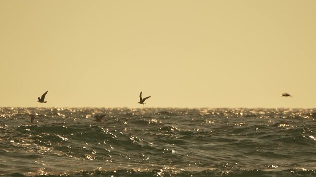 Seagulls ocean flying, birds skimming waves over sparkling water at golden hour