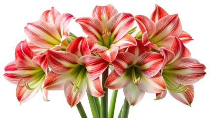 Fototapeta premium Striking Red and White Amaryllis Blooms in a CloseUp Floral Arrangement