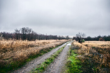 A dense forest of acacia, bare of leaves, covered in a light morning mist and a cloudy sky, through which runs a dirt road flooded with rainwater.