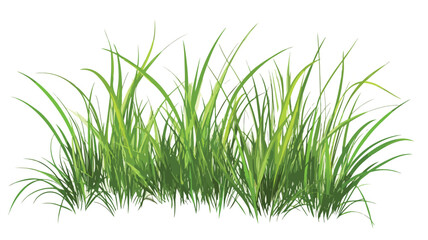 Fototapeta premium Vibrant Green Grass Vector Art on White Background - Simple and Elegant Design