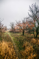 A dense forest of acacia, bare of leaves, covered in a light morning mist and a cloudy sky, through which runs a dirt road flooded with rainwater.