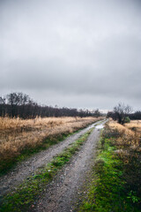 A dense forest of acacia, bare of leaves, covered in a light morning mist and a cloudy sky, through which runs a dirt road flooded with rainwater.