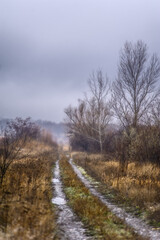 A dense forest of acacia, bare of leaves, covered in a light morning mist and a cloudy sky, through which runs a dirt road flooded with rainwater.