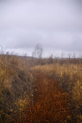 A dense forest of acacia, bare of leaves, covered in a light morning mist and a cloudy sky, through which runs a dirt road flooded with rainwater.