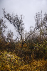 A dense forest of acacia, bare of leaves, covered in light morning fog and overcast sky