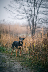 yard dogs on a dirt road, against the backdrop of reeds, in cloudy weather