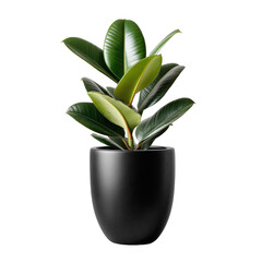 Indoor rubber plant in a modern black pot on display in a well-lit room during the afternoon