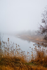 a calm lake with dry reeds covered with thick morning fog