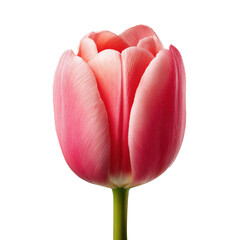 Beautiful pink tulip blossoms in full bloom, showcasing soft petals and vibrant color during spring season