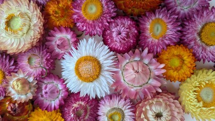 Colorful background of immortelle flowers in pink and white tones