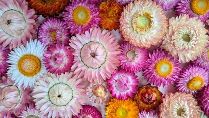 Colorful background of immortelle flowers in pink and white tones