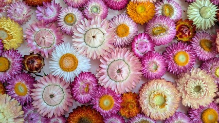 Colorful background of immortelle flowers in pink and white tones