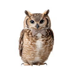 Fototapeta premium Owl Wearing Bow Tie Against White Background