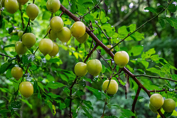 Regennasse Früchte der unreifen wilden Mirabelle; an den Früchten hängen kleine Regentropfen 