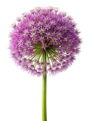 Naklejka premium Beautiful Allium Flower Head with Delicate Purple Petals and Green Stem