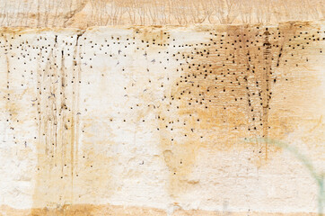 Colonie d’Hirondelles de rivage (Riparia riparia) en vol devant leurs nids creusés dans une falaise sableuse © Colombe Delons