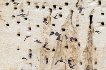 Colonie d’Hirondelles de rivage (Riparia riparia) en vol devant leurs nids creusés dans une falaise sableuse © Colombe Delons