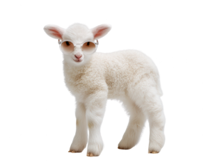 Lamb with Sunglasses - Cool and Cute Isolated