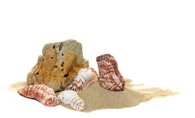 Sea shells and stone in sand pile isolated on white background, side view, clipping path	
