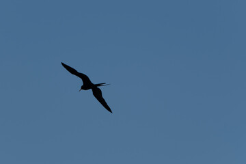 single bird flying in peru