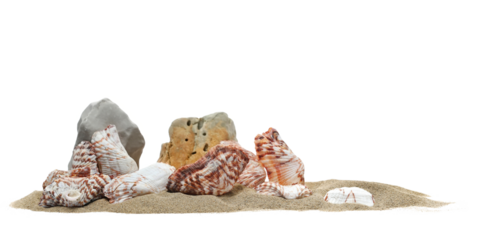 Sea shells and stone in sand pile isolated on white background, side view, clipping path	