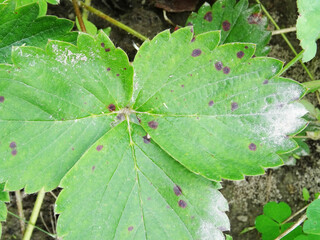 Anthracnose, a disease on strawberry leaves when grown in natural conditions. leaf close-up