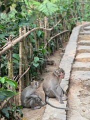 Two Monkeys Rest Beside Forest Pathway