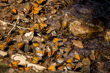 Mariposas monarca