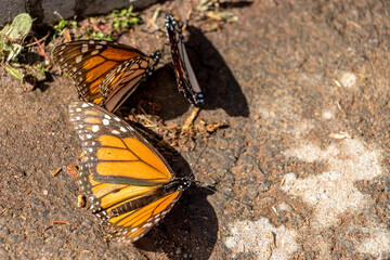 Mariposas Monarcas