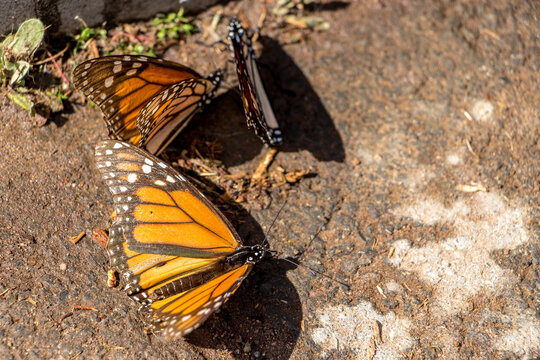 Mariposas Monarcas