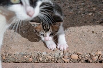 Little kitten lies on the concrete under the gaze of its mother