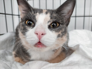 Cat awakes after anesthesia in hospital after ovariohysterectomy with a relaxed facial expression due to sedatives and dilated pupils due to opioid use.