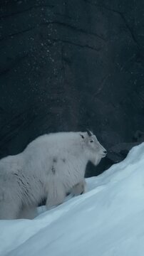 Rocky Mountain goat walking up the snowy hill near the rocky wall. Vertical.