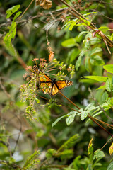Mariposas Monarcas