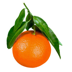 Vibrant ripe orange, citrus scent, textured peel, juicy sweet segments