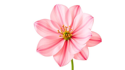 Pink dahlia blossom, a beautiful isolated nature close-up