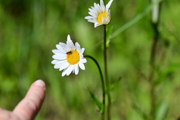 Dzika pszczoła - zapylacz na kwiatki i palec wskazujący ją. Pomagamy pszczołom, obserwacja natury.
