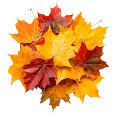 Obraz premium Vibrant autumn maple leaves pile isolated on transparent background
