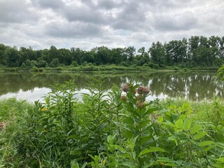 swamp milkweed along river