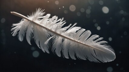 white feather on bokeh background