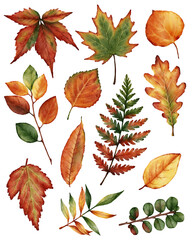 Watercolor Fall Leaves Set, . for digital scrapbooking, creating seasonal invitations, Thanksgiving decorations, greeting cards, DIY crafts and fall-themed design projects.