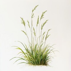 Serene Watercolor Illustration of Lush Green Grass Blades and Seed Heads