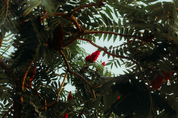 Red sumac flowers growing on a tree with lush green foliage, viewed from below through branches...
