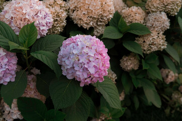 Close-up of a vibrant pink hydrangea flower in full bloom, surrounded by green leaves and faded blossoms