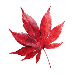 Vibrant red japanese maple leaf with detailed veins isolated on transparent background