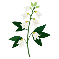 lily of the valley isolated on white